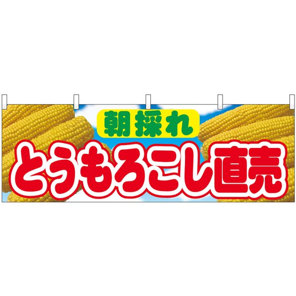 画像1: 横幕　54906　とうもろこし直売　朝採れ　 (1)